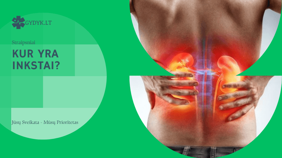 Kur yra inkstai? Kur yra inkstai
