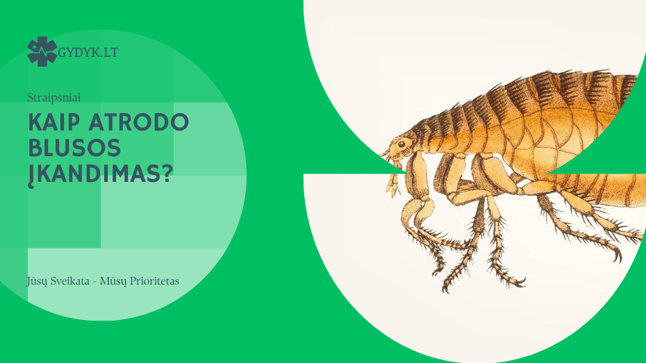 Kaip atrodo blusos įkandimas