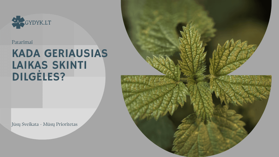 Kada geriausias laikas skinti dilgėles? Kada geriausias laikas skinti dilgėles