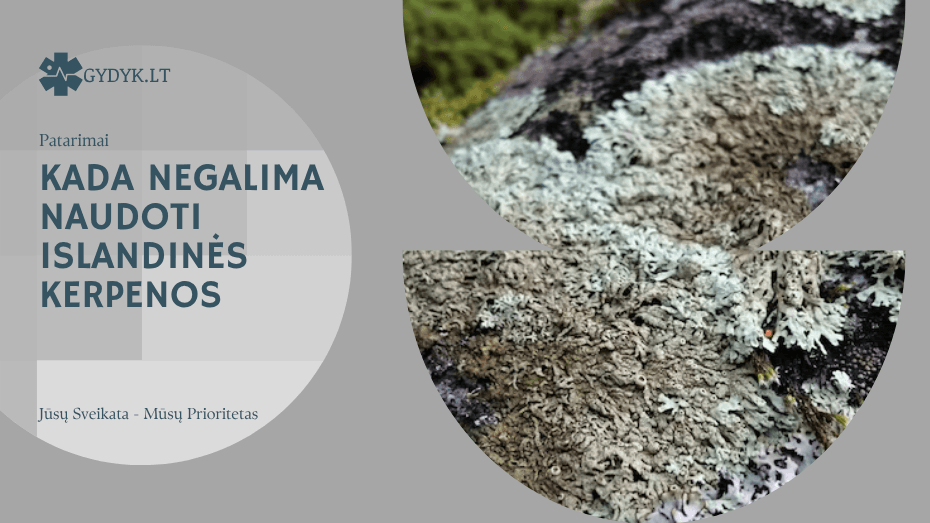 Kada negalima naudoti islandinės kerpenos Kada negalima naudoti islandinės kerpenos