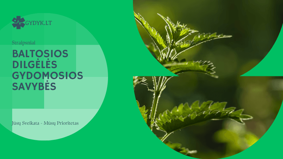 baltosios dilgėlės gydomosios savybės