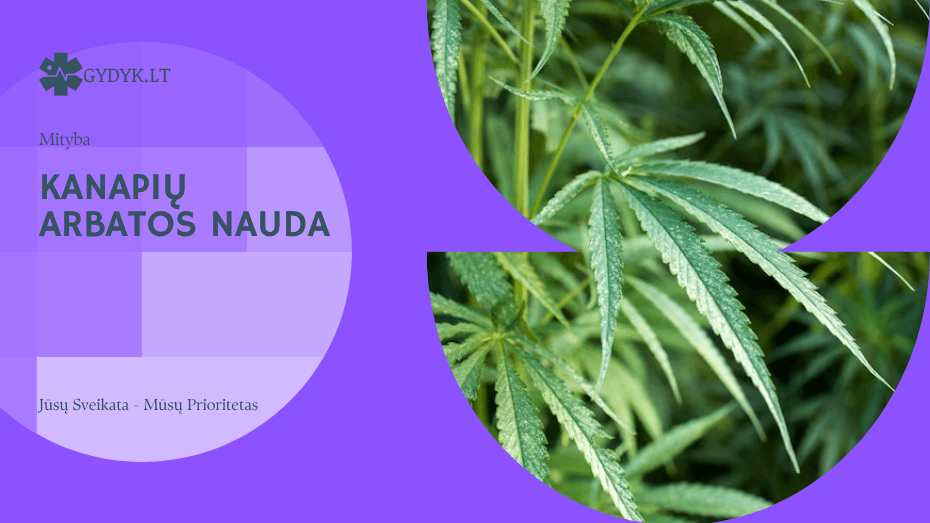 kanapiŲ arbatos nauda