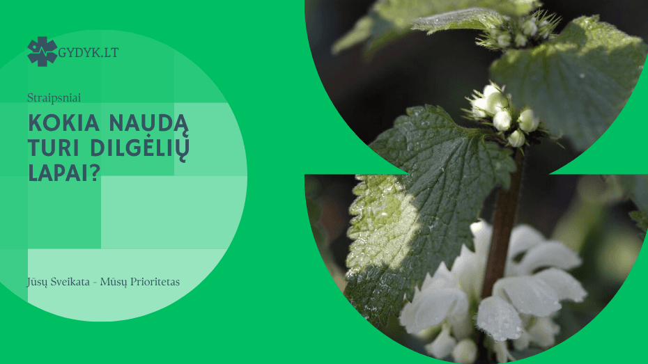 kokia naudą turi dilgėlių lapai