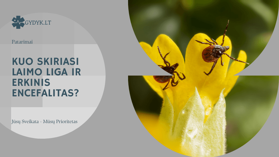 Kuo skiriasi Laimo liga ir erkinis encefalitas?